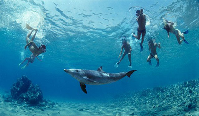 boi-cung-ca-heo-o-new-zealands-07