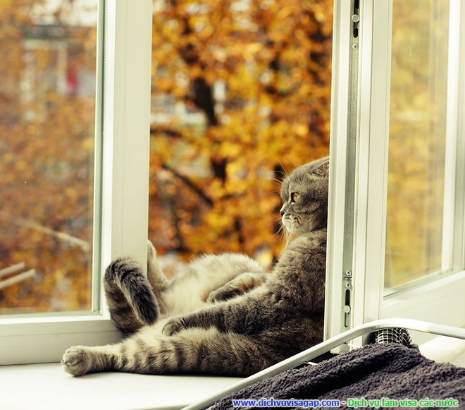 dong-vat-no-dua-voi-mua-thu-04