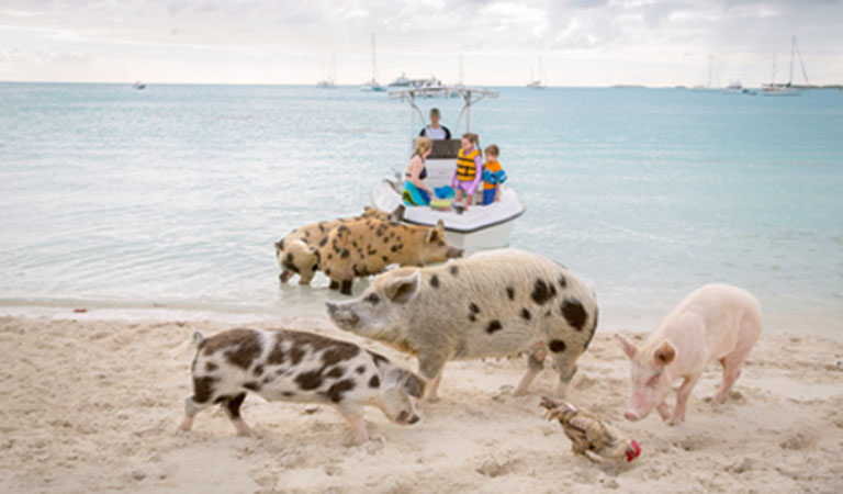 home-du-lich-kham-pha-dao-heo-big-major-spot-01