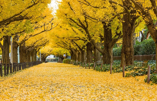 nhung-hang-cay-than-tien-co-that-tren-the-gioi-01