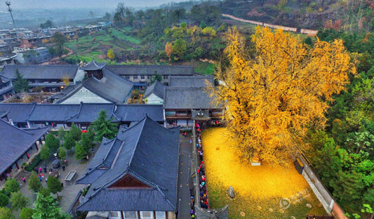 trang-chu-cay-ngan-hanh-1400-tuoi-thiem-tay-trung-quoc-04