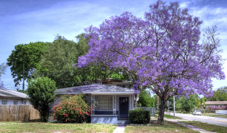 trang-chu-du-lich-nam-phi-mua-hoa-phuong-tim-01